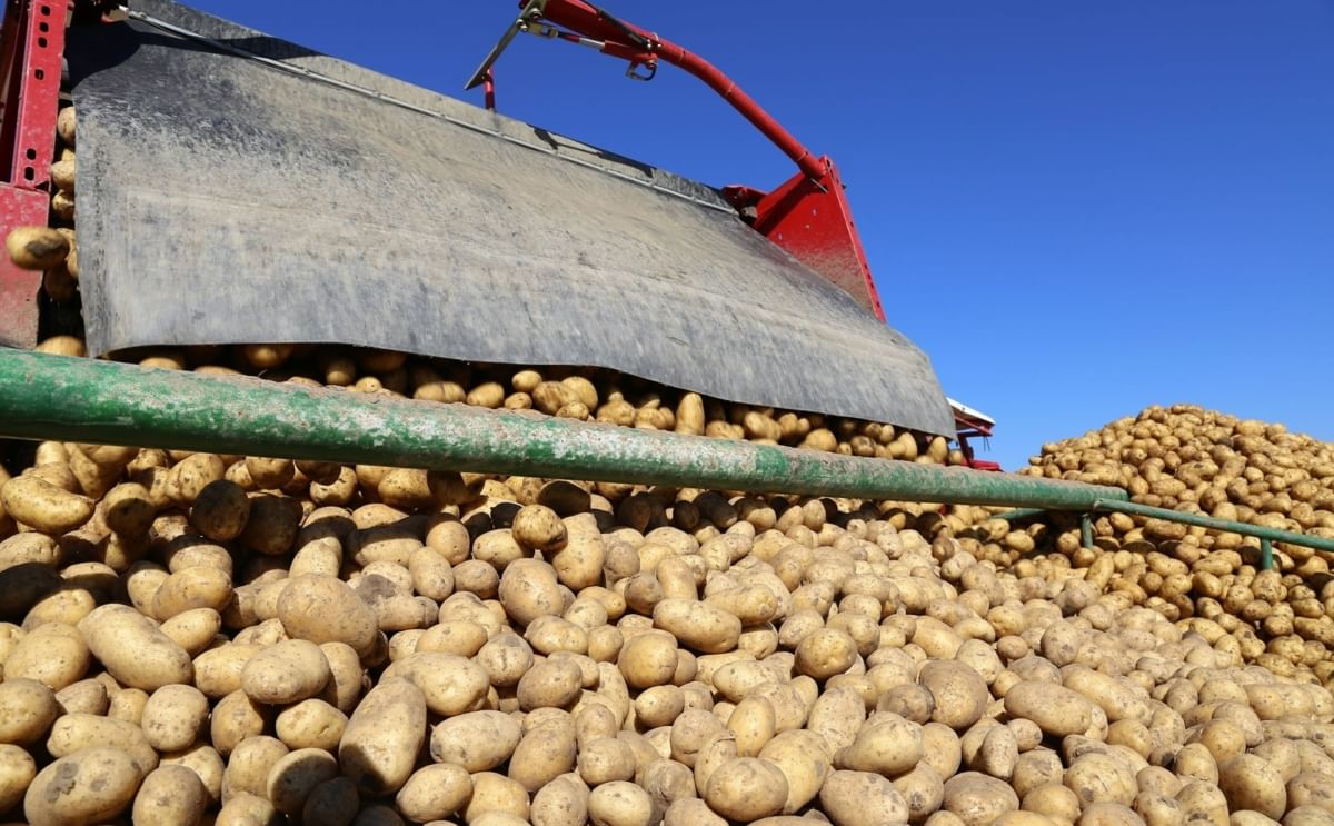 Seed Potato Imports